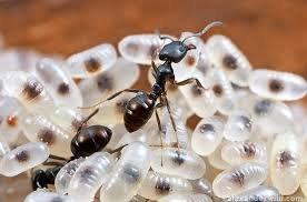 ant control in Motueka