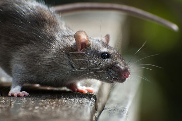 exterminator in Motueka