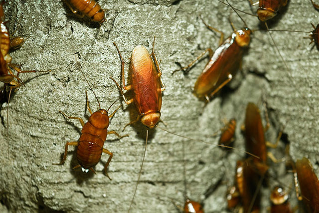 cockroach pest control in Motueka